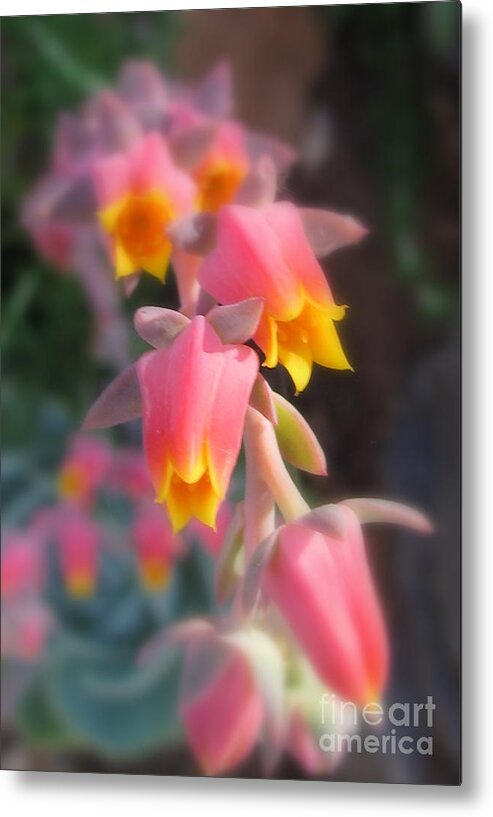 Flower Metal Print featuring the photograph Compelled by Tina Marie