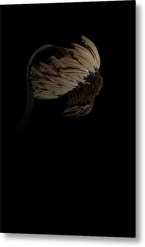 Flower Metal Print featuring the photograph Gerbera Daisy by Nathaniel Kolby