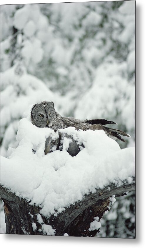 Mp Metal Print featuring the photograph Great Gray Owl Strix Nebulosa Parent #1 by Michael Quinton
