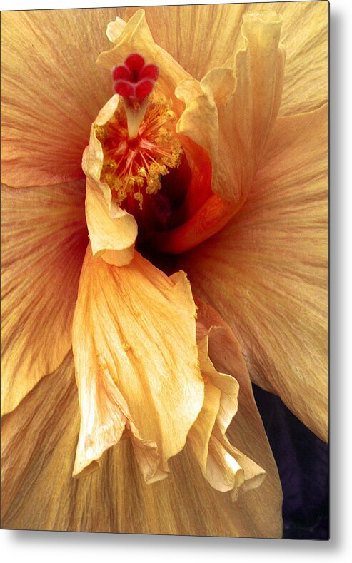 Hibiscus Metal Print featuring the photograph Hibiscus Interior by Nancy Griswold