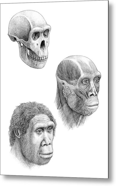 Homo Ergaster Metal Print featuring the photograph Homo Ergaster #1 by Mauricio Anton