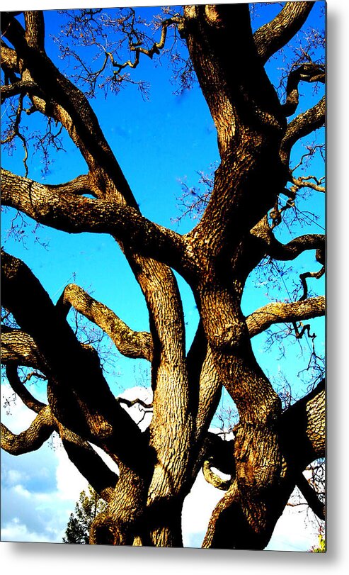 Surrealism Metal Print featuring the photograph Knarled Oak Tree #1 by James Harper