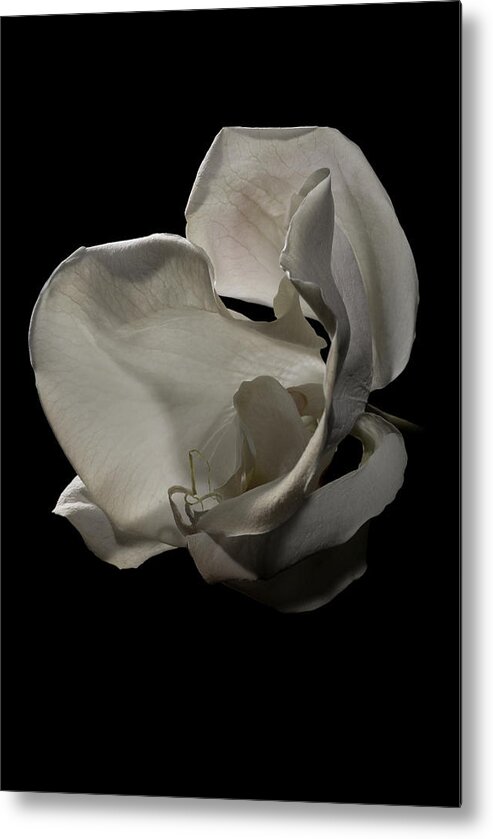 Flower Metal Print featuring the photograph Orchid by Nathaniel Kolby