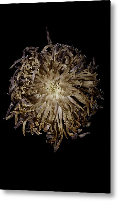 Flower Metal Print featuring the photograph Spiky Flower by Nathaniel Kolby