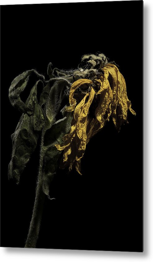 Flower Metal Print featuring the photograph Sunflower by Nathaniel Kolby