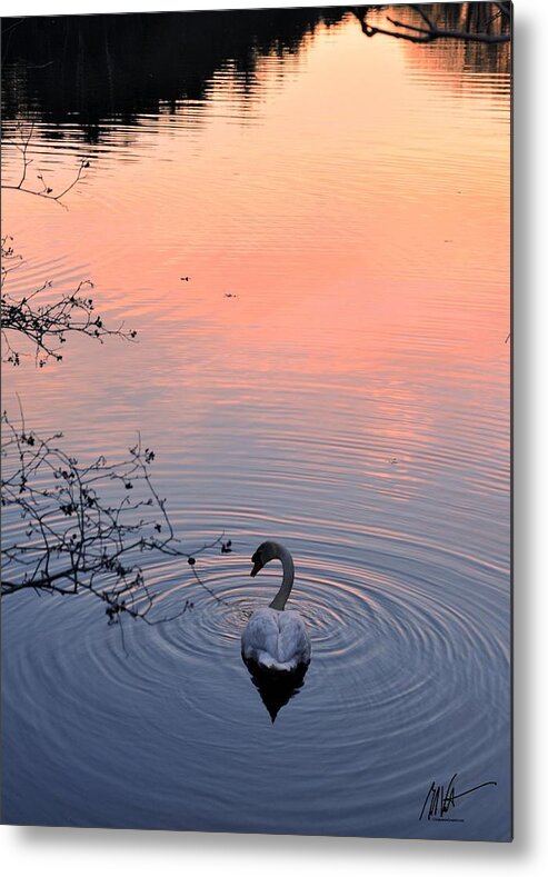  Metal Print featuring the photograph Swan Sunset #1 by Mark Valentine