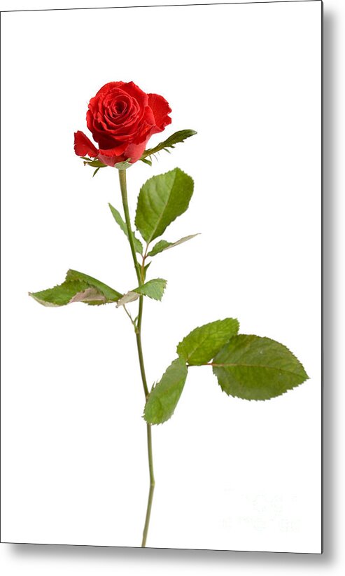 Kamo Metal Print featuring the photograph Red rose #2 by Kati Finell
