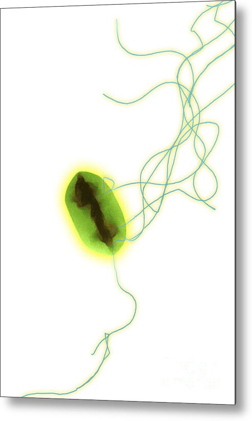 Bacteria Metal Print featuring the E. Coli #4 by Science Source