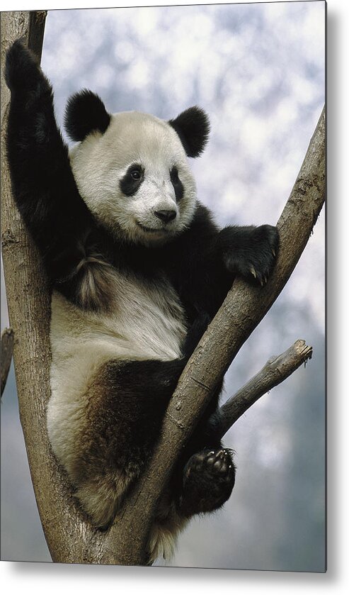 Mp Metal Print featuring the photograph Giant Panda Ailuropoda Melanoleuca #4 by Pete Oxford