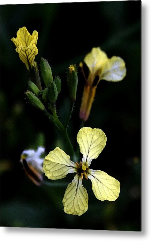 Yellow Metal Print featuring the painting A Touch of Yellow by Karen Harrison Brown
