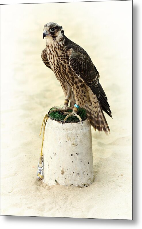 Falcon Metal Print featuring the photograph Arabian hunting falcon by Paul Cowan