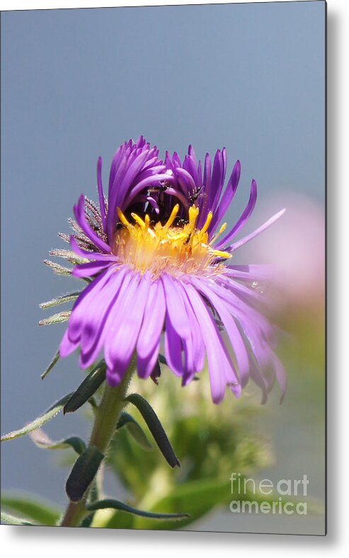 Aster Metal Print featuring the photograph Asters Starting to Bloom by Robert E Alter Reflections of Infinity