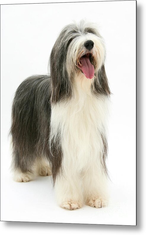 Animal Metal Print featuring the photograph Bearded Collie by Mark Taylor
