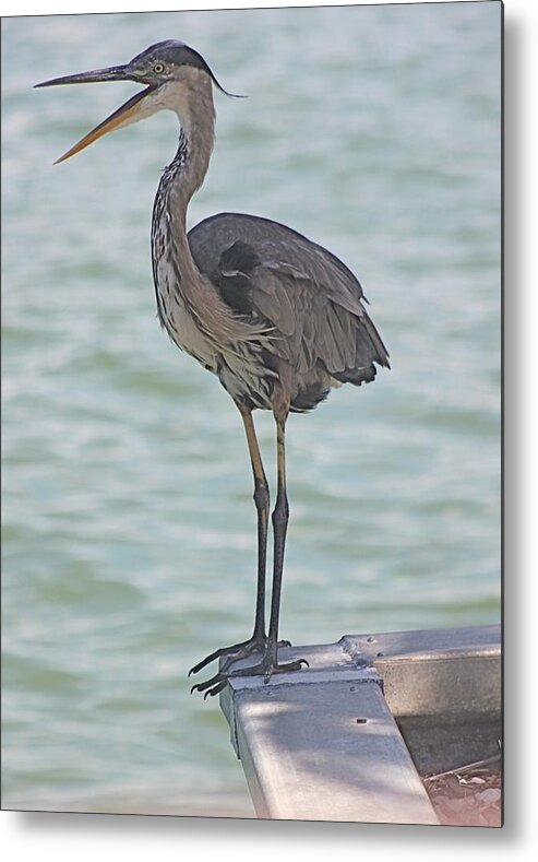 Great Blue Heron Metal Print featuring the photograph Big Blue Has Something to Say by Jeanne Juhos