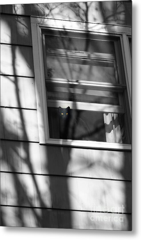 Black Cat Metal Print featuring the photograph Black Cat on a Shadowy Sill by Margie Avellino