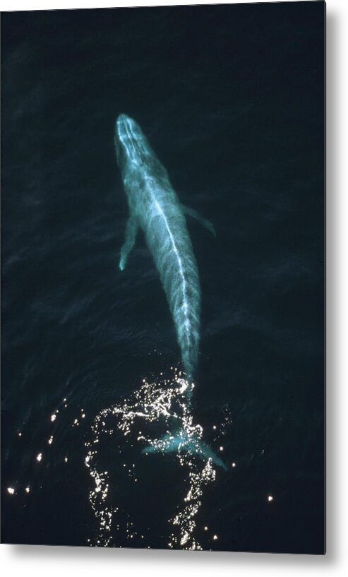 Mp Metal Print featuring the photograph Blue Whale Balaenoptera Musculus Aerial by Flip Nicklin