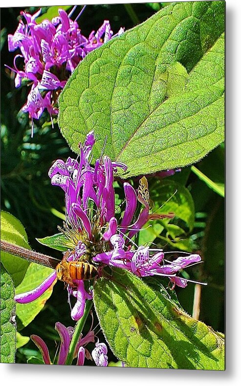 Bumble Metal Print featuring the photograph Bumbling Flora by Kelly Nicodemus-Miller