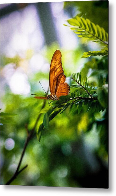 Insect Metal Print featuring the photograph Butterfly Light by Stacy Michelle Smith