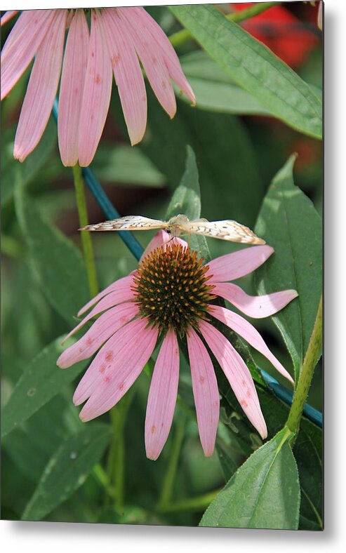 Butterfly Metal Print featuring the photograph Butterfly by Naomi Wittlin