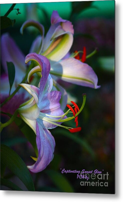 Lily Metal Print featuring the photograph Captivating Sunset Glow by Patrick Witz