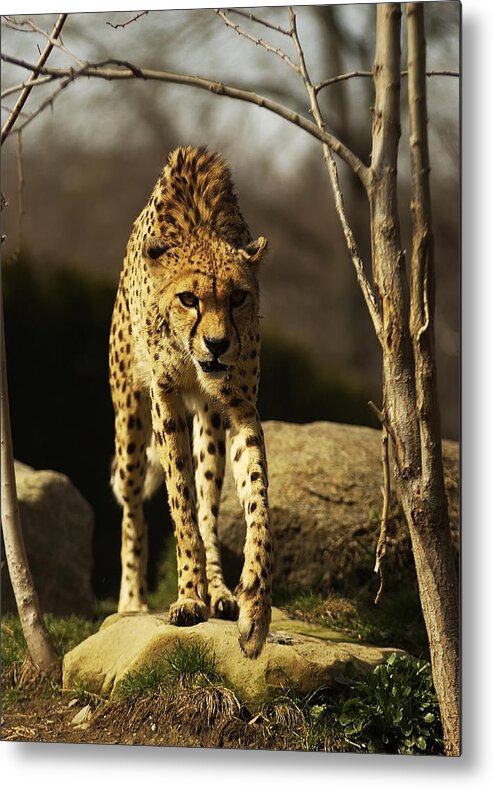 Cheetah Metal Print featuring the photograph Cheetah by Wade Aiken