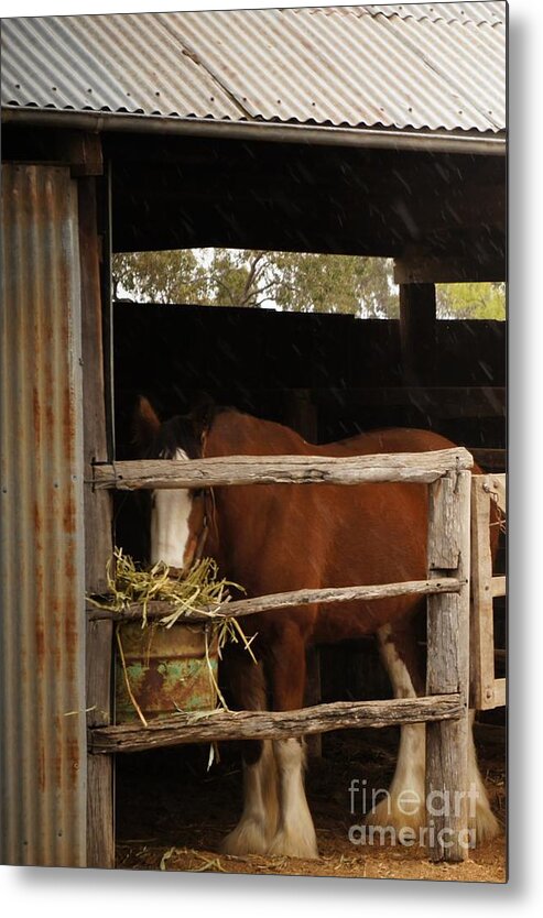 Draught Metal Print featuring the photograph Chow Down by Therese Alcorn