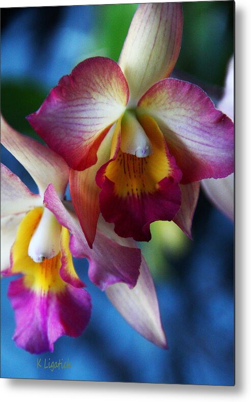 Orchid Metal Print featuring the photograph Colorful Orchids by Kerri Ligatich
