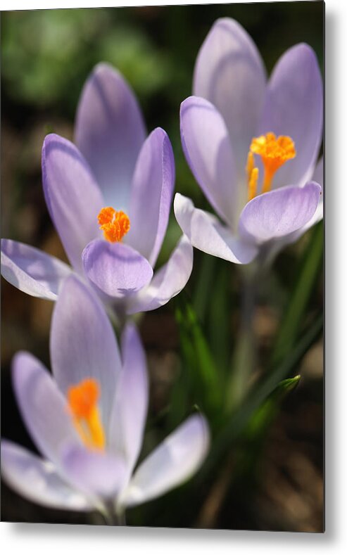 Krokusse Metal Print featuring the photograph Crocus flowers by Falko Follert