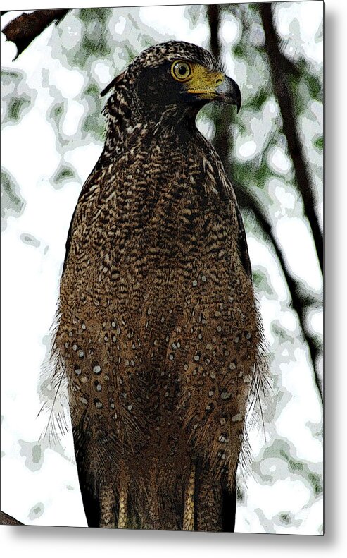 Crested Serpent Eagle Metal Print featuring the photograph Eagle at Bharatpur by Pravine Chester