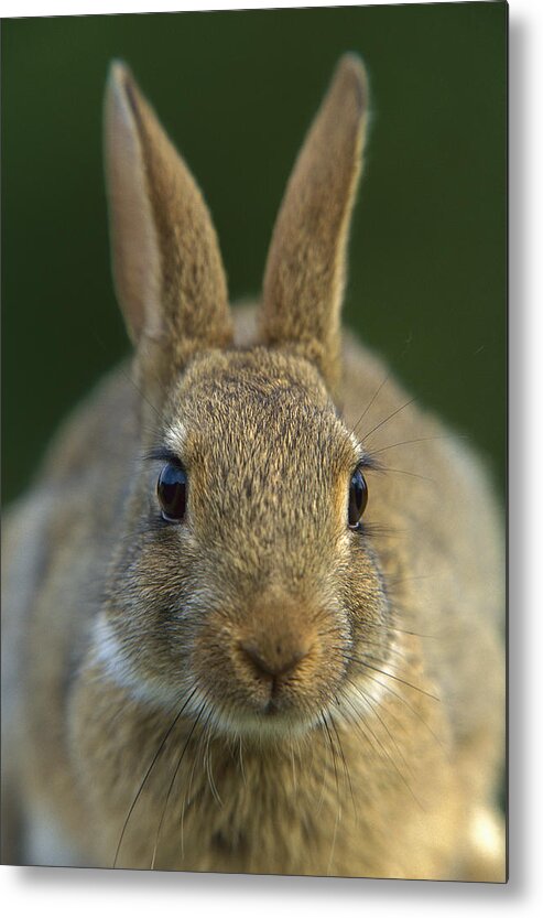 Mp Metal Print featuring the photograph European Rabbit Oryctolagus Cuniculus by Cyril Ruoso