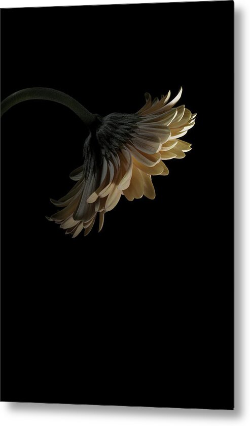 Flower Metal Print featuring the photograph Gerbera Daisy by Nathaniel Kolby