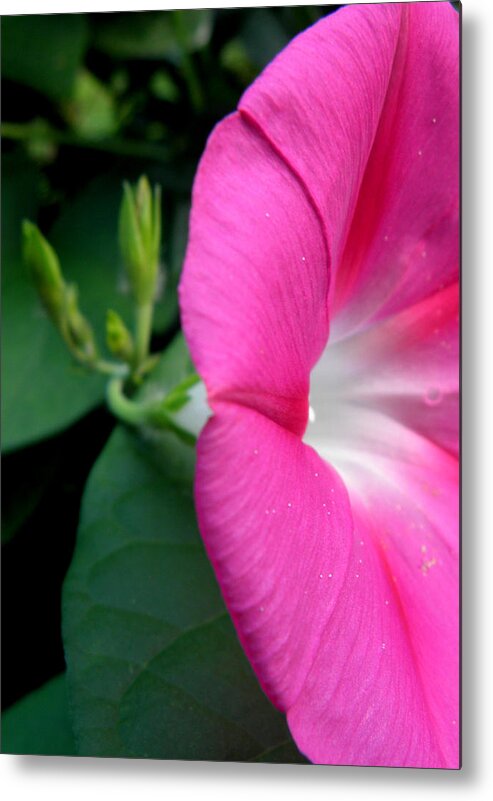 Pink Metal Print featuring the photograph Good Morning Pink by Kim Galluzzo