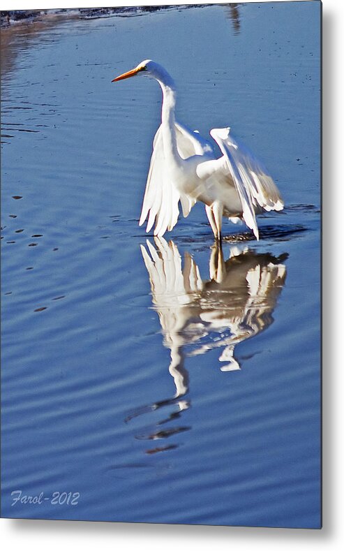 Egret Metal Print featuring the photograph Great Egret by Farol Tomson