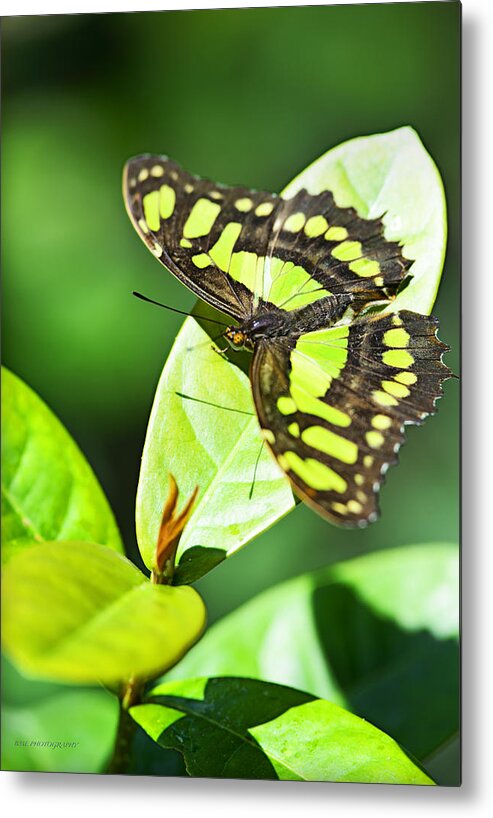 Butterfly Metal Print featuring the photograph Green On Green by Edward Kovalsky