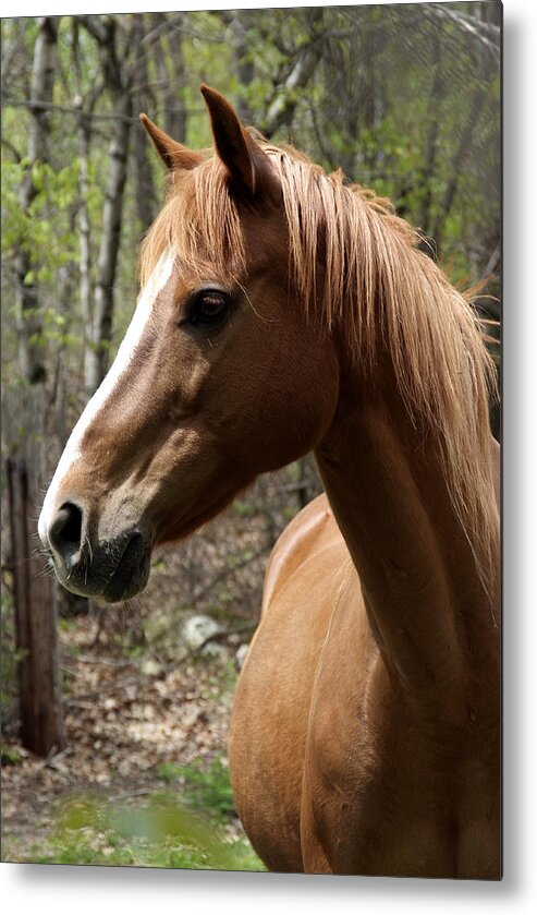 Horse Metal Print featuring the photograph Head Shot by Michael Dorn