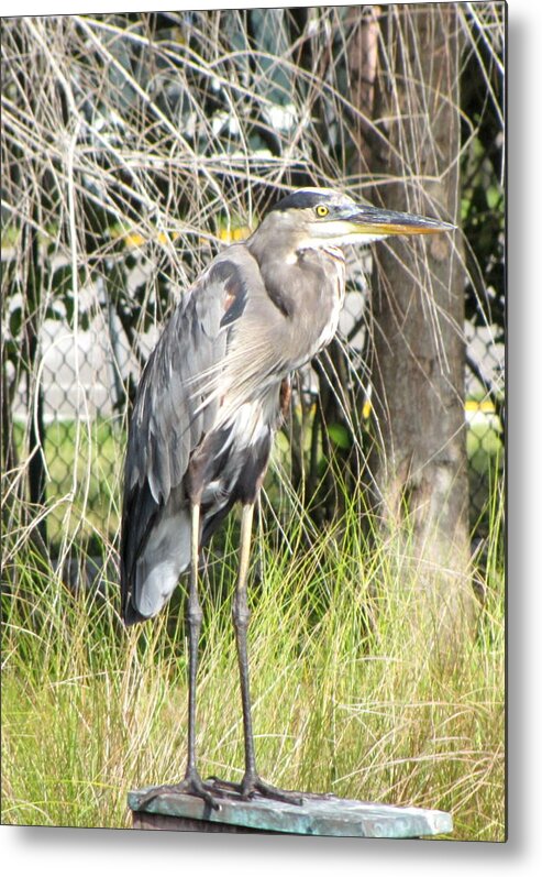 Heron Metal Print featuring the pyrography Heron in the Park by Brenda Alcorn