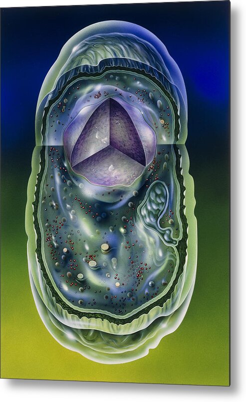 Microbiology Metal Print featuring the photograph Illustration Of Structures Of A Typical B by John Bavosi