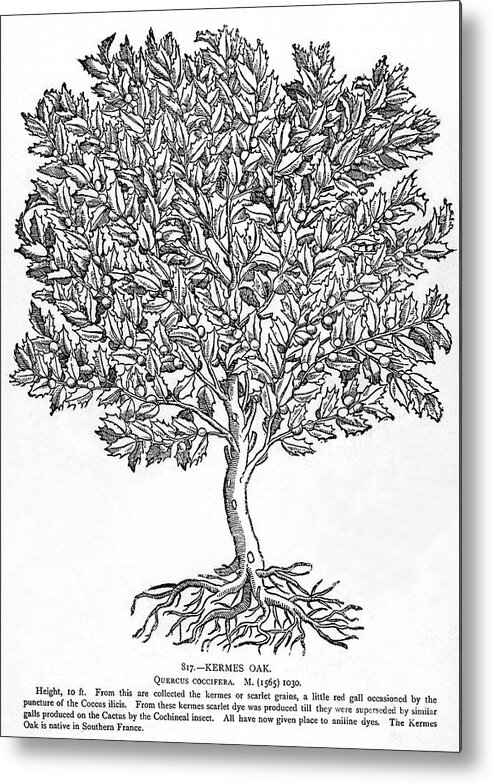Biology Metal Print featuring the photograph Kermes Oak Tree by Granger