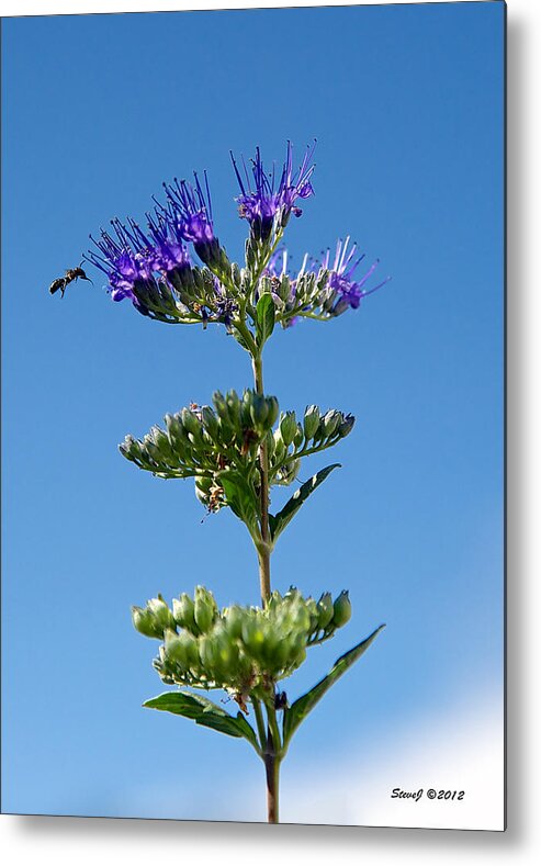 Lavender Flower Metal Print featuring the photograph Lavender Flower and Bee by Stephen Johnson