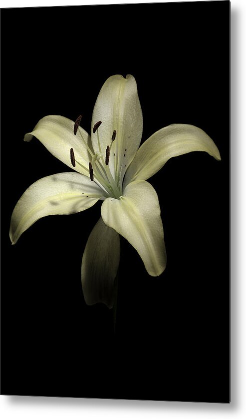 Flower Metal Print featuring the photograph Lily by Nathaniel Kolby