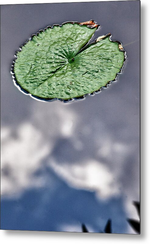 Plants Metal Print featuring the photograph Lily Pad by Robert Ullmann