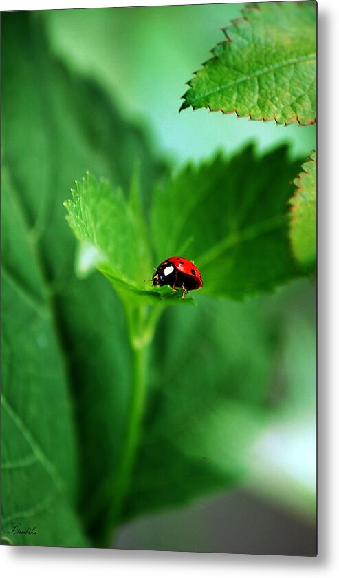 Ladybug Metal Print featuring the photograph Little Red Lady by Lori Tambakis