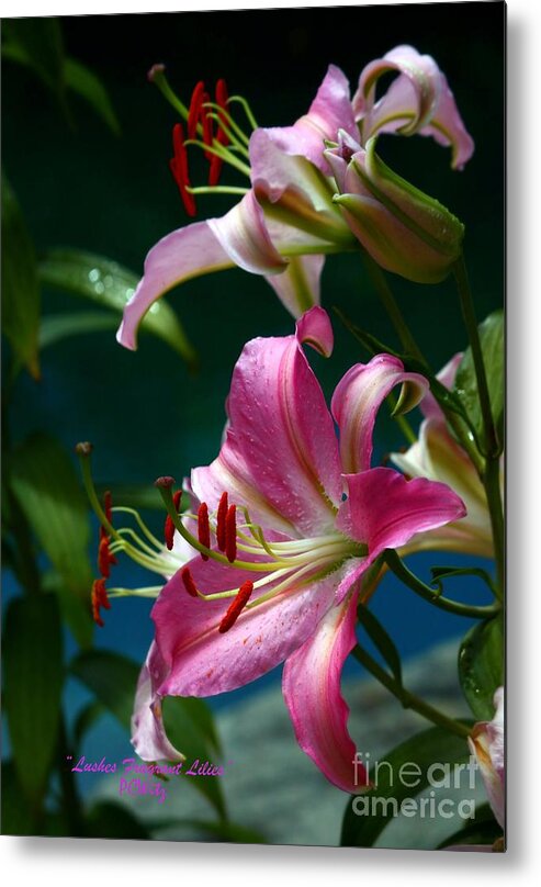 Lushes Metal Print featuring the photograph Lushes Fragrant Lilies by Patrick Witz