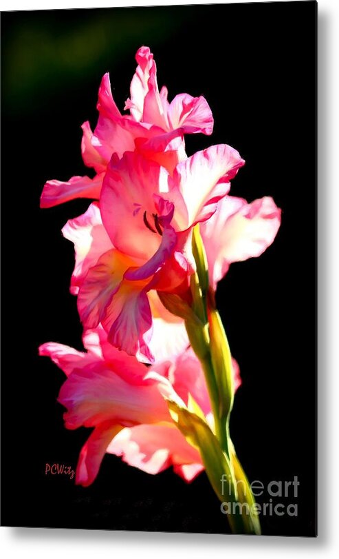 Galadiolus Metal Print featuring the photograph Majestic Gladiolus by Patrick Witz