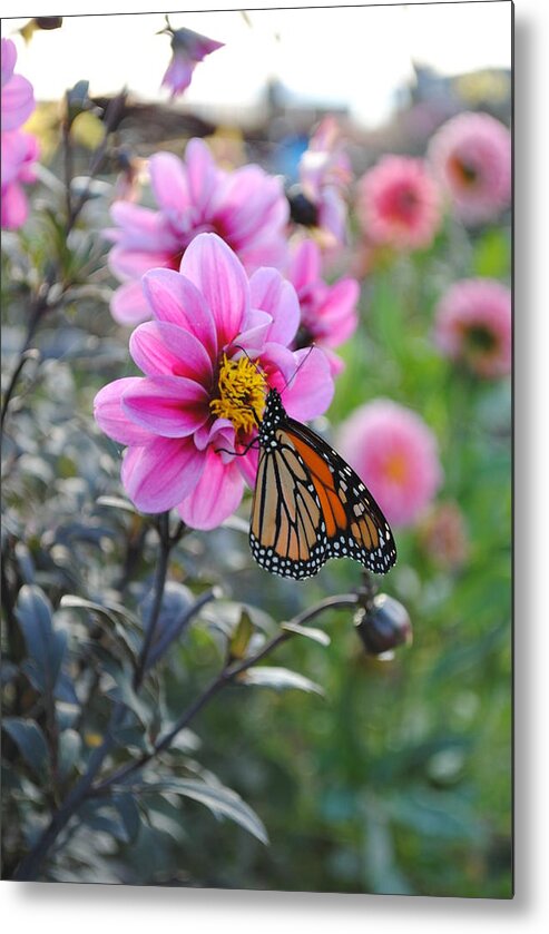 Metal Print featuring the photograph Making Things New by Michael Frank Jr