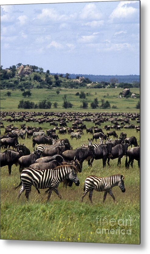 Eco-tourism Metal Print featuring the photograph Migration - Serengeti Plains Tanzania by Craig Lovell