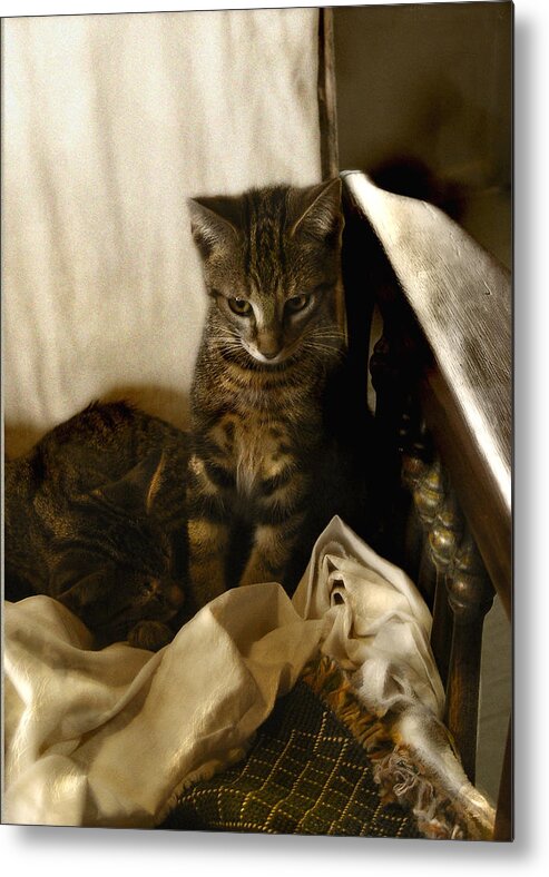 Cat Metal Print featuring the photograph Mischief Resting by Marilyn Marchant