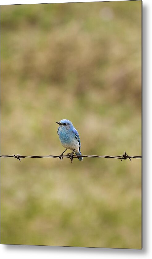 Alberta Metal Print featuring the photograph Mountain Bluebird On A Fence Wire by Philippe Widling