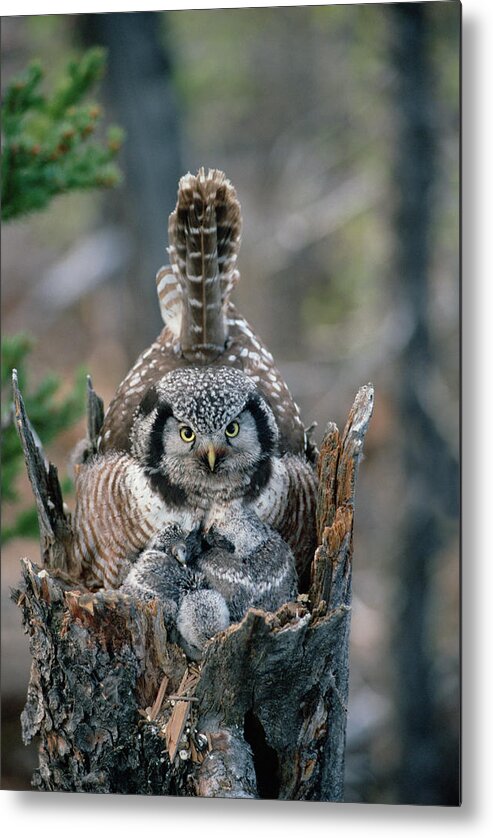 Mp Metal Print featuring the photograph Northern Hawk Owl Surnia Ulula Parent by Michael Quinton
