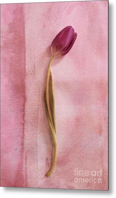 Tulip Metal Print featuring the photograph ONE - s02cr2t02b by Variance Collections